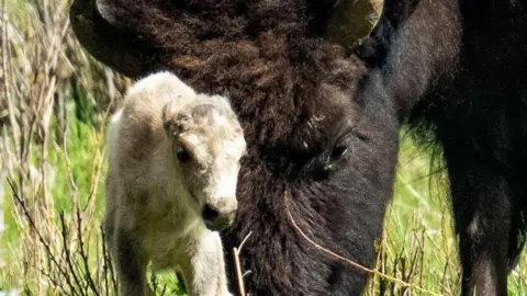 The white bison calf