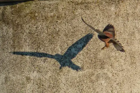 Mike Finn A kestrel in flight makes a shadow on the wall