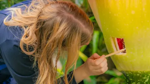 Sebastian Kettley/Kew Gardens/PA Botanical horticulturist Jessy Challenger hand pollinating the Titan arum with a brush