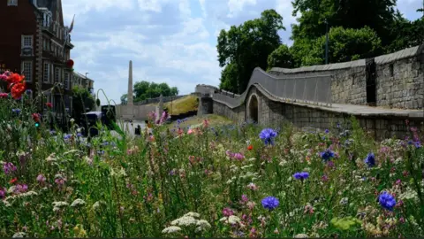 LDRS Wildflowers on the embankment looking towards York's monument and station, with the Roman walls on the right.