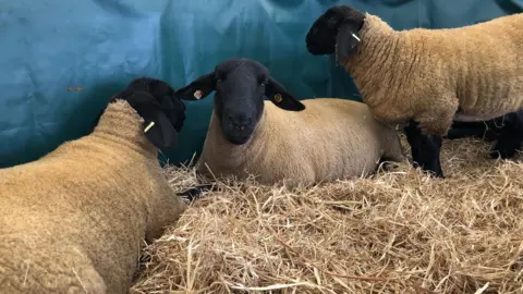 Three sheep in a pen. The floor is covered in straw and two of the sheep are lying down.
