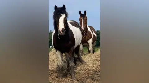 Hayfield Riding School Two black, brown and white ponies stand in a field