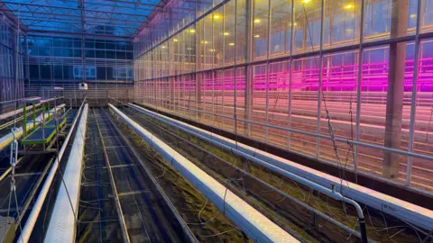 A large greenhouse with irrigation channels down the sides and pink LED lighting in strips along the ceiling.