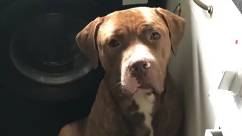 West Midlands Police A brown colored American bulldog type dog sitting in front of a washing machine