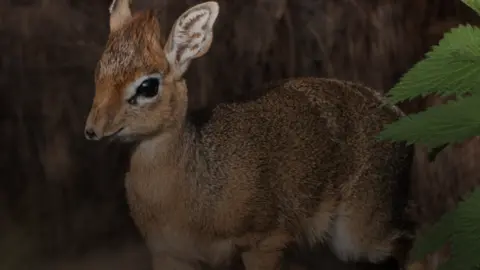 Dotty the dik-dik fawn with big black eyes is pictured next to green leaves in her den.