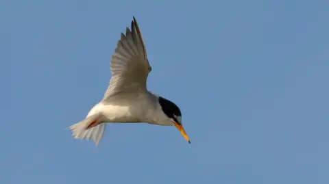 A little tern, which is white bird with a black head and orange beak, in flights against a clear blue sky. It is the species featured in Manx Wildlife Trust's logo.