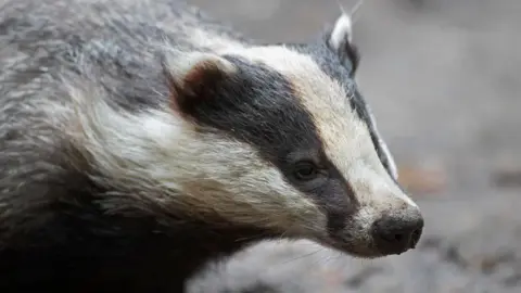 A close up of the face and neck of a European badger, which is grey with a white and black striped face.