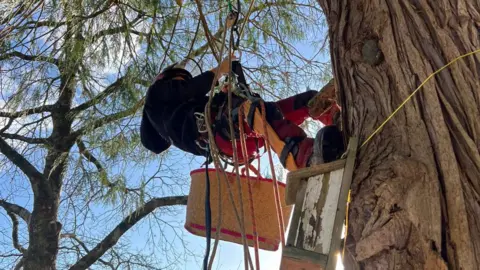 A man climbing a tree with ropes and a wicker basket underneath him. He is wearing red and yellow trousers and a black jumper. 