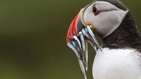 A close-up side-view of a puffin holding a number of sandeels in its red and black beak. The puffin is on the right of the camera and is facing the left.