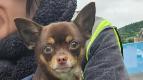 a small dog with brown fur and pointed ears