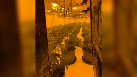 Hertfordshire police cannabis plants