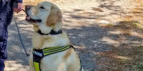 K9 Search and Rescue Rocko