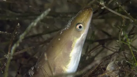 Getty Images The European eel