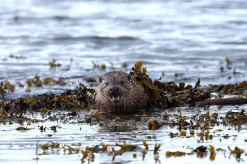 Paul Shaw An otter popping its head out through the kelp floating on the sea.