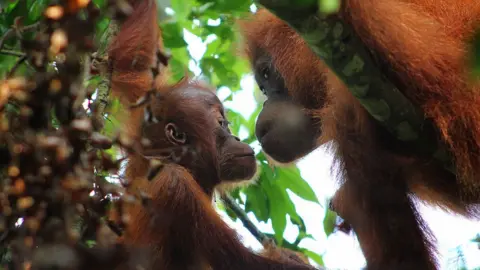 Getty Images Sumatran Orangutans captured enjoying their day on the trees of Gunung Leuser National Park on May 18, 2016 in North Sumatra