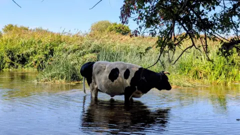 st321st A cow stands in a pond or river.