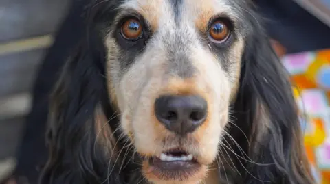 A wide-eyed dog with big floppy ears looks into the camera. Its face is light brown and its ears are dark brown.