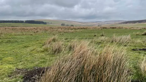 Tussocks of grass blow in the wind on an overcast day looking towards Walshaw Moor at Hebden Bridge.
