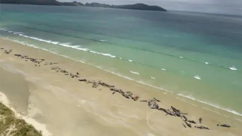 DOC Pilot whales strewn along the beach on Stewart Island