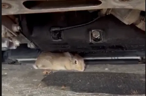 rabbit