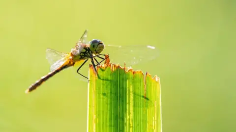 NT/Ross Hoddinott Dragonfly