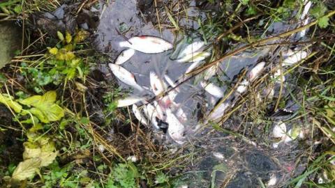 Dead fish on riverbank