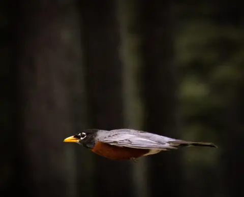 Zayne Lockhart A robin in flight 