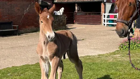 A foal and a horse