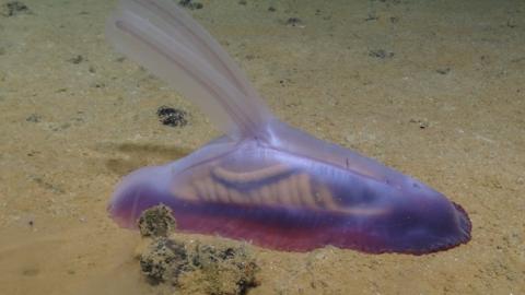 Underwater creatures: 5,000 new species found in the Pacific Ocean ...