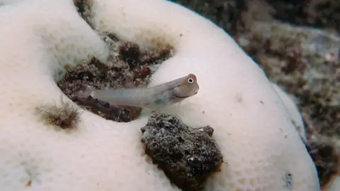 Greg Torda Goby perches on bleached coral