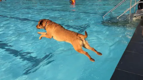 A dog jumping into an outdoor swimming pool. The photograph is taken from the side. 