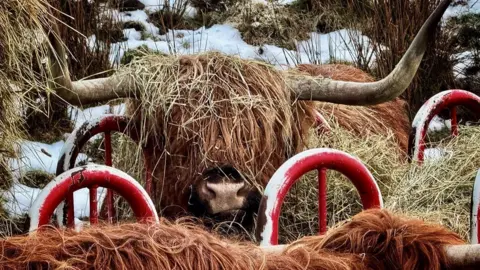 Peter Xu A highland cow feeds from a metal hay ring, its face partially hidden by loose straw. Another cow stands in the foreground, with patches of snow and dry grass behind.