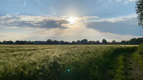FRIDAY - The sun setting over a field of crops near Chalgrove