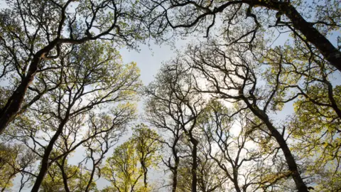 John Macpherson/WTML Scotland's rainforest