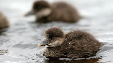 Andy Hay/RSPB Images Common scoter ducklings