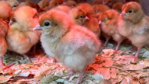 A clutch of yellow chicks.