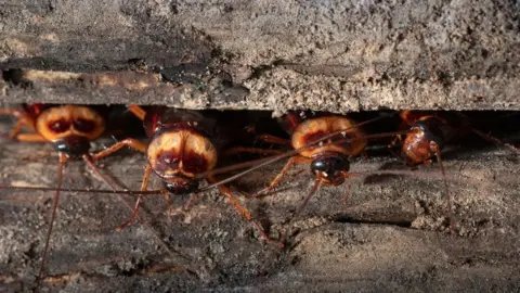 Getty Images cockroach