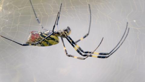 Joro spider 