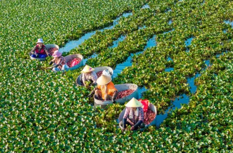 Xue Jinlong/VCG/Getty Images Aerial view of villagers, with buckets, harvest water chestnuts on July 31, 2024 in Huaian, Jiangsu Province of China. 