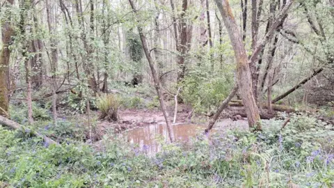 Southern Water The burst water main in woodland