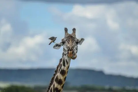 GERALD ANDERSON/GETTY IMAGES Giraffe looks on as bird flies by