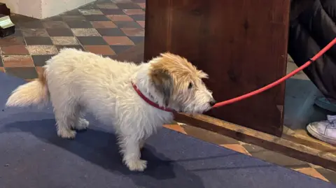 A small white terrier on a red lead stands on a blue carpet next to a church pew