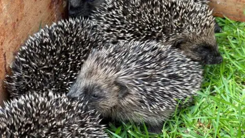 Baby hedgehogs snuggled in a garden.