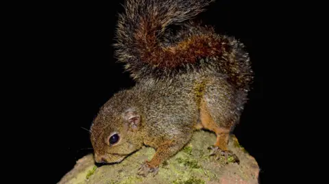 Ronald Diaz/ Conservation International A tiny chestnut-brown squirrel 