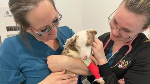 John Devine/BBC Dumped dogs Jodie Woollard, vetenairy nurse at Triovet left and right is Evie Rudolph student vet nurse, both in March branch