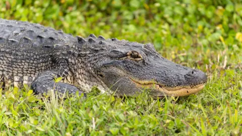 A closeup shot of an alligator on the grass