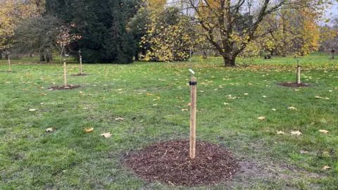 BBC Trees planted in Bute Park