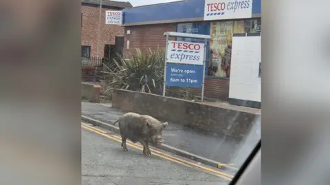 Large brown hairy pig walking over double yellow lines down a road. A tesco express shop is in the background.