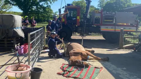 Essex Fire and Rescue A brown horse is lying on the ground with a winch around his middle. A firefighter is directing hi colleagues who are holding a winch. There are other firefighters and an engine in the background