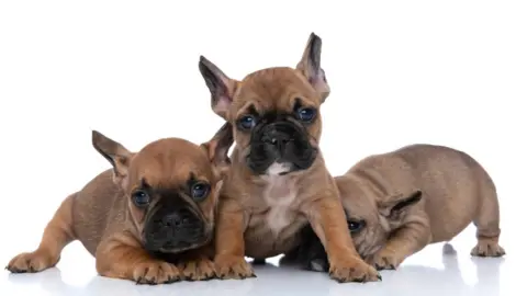 Getty Images 3 bulldog puppies